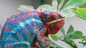 Pili Palas Nature World